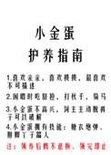 小金蛋护养指南虐不虐